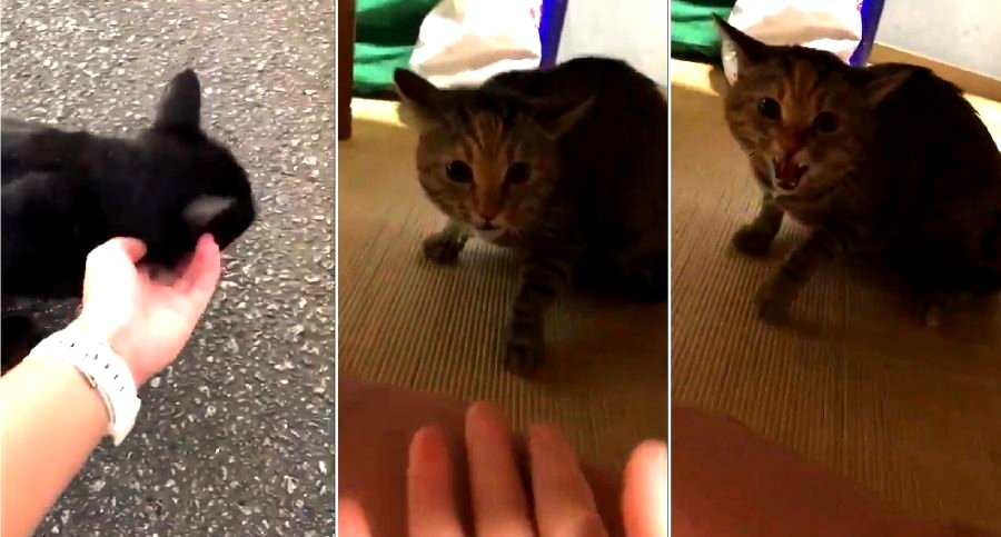 Jealous Cat on Twitter Growls After Owner Cheats by Playing with Another Cat