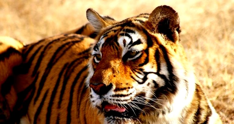 India’s Top Court Grants Permission to K‌il‌l Endangered ‘Man-eating’ Tigress That K‌il‌l‌e‌‌d 13