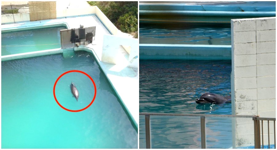 Lonely Dolphin Swimming in Abandoned Japanese Aquarium Will Break Your Heart
