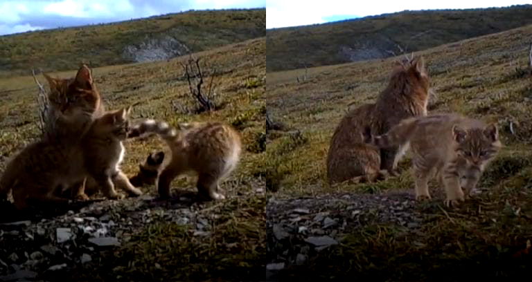 Chinese Mountain Cats in the Wild Caught on Video For the First Time