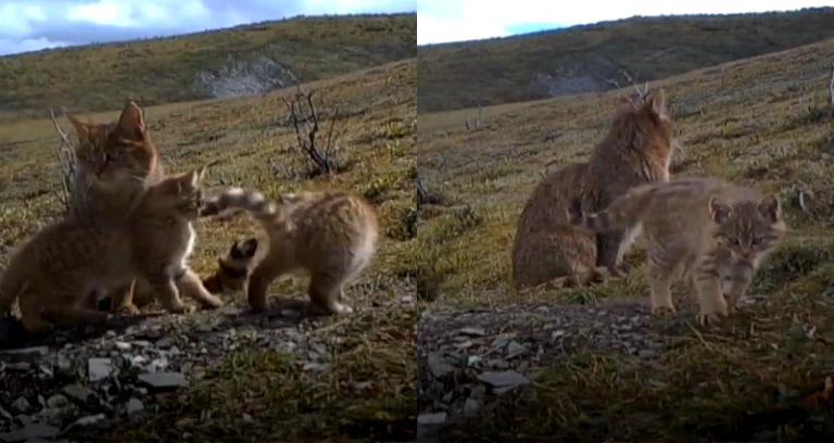 Chinese Mountain Cats in the Wild Caught on Video For the First Time