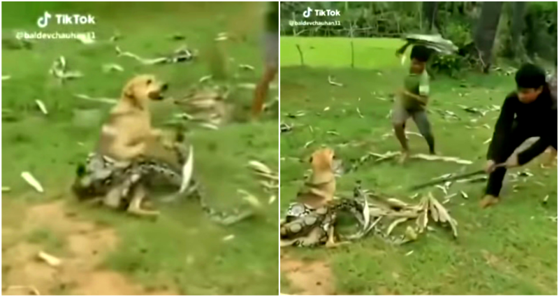 Brave Boys Fight to Save Their Dog From Being Taken By a Massive Snake