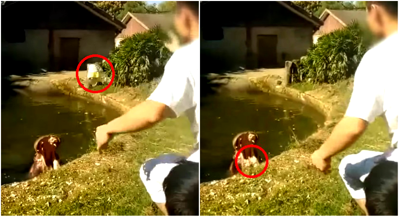 Man Sparks Outrage After Feeding Hippo a Plastic Bag at Zoo in China