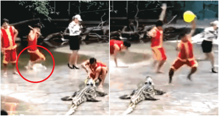 Crocodile Show in China Goes Hilariously Wrong, But Not the Way You Think