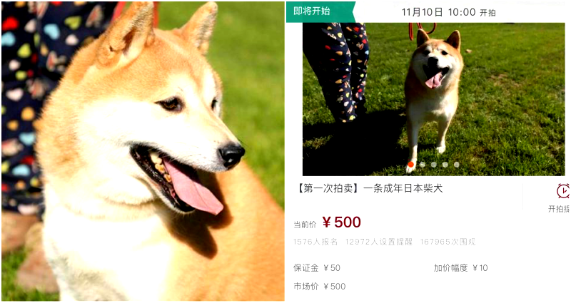 Shiba Inu Goes Viral After Being Put Up for Auction for $72 by Chinese Court