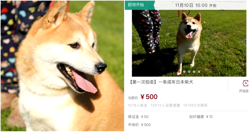 Shiba Inu Goes Viral After Being Put Up for Auction for $72 by Chinese Court