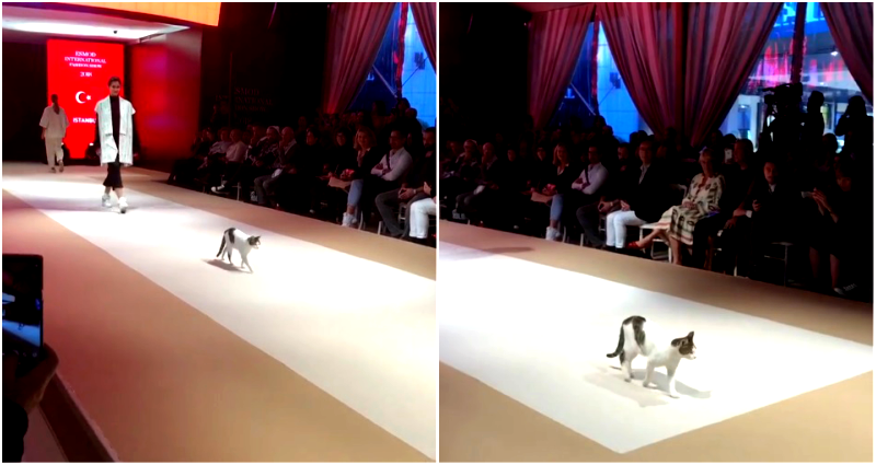 Stray Cat Steals the Catwalk From Models During Fashion Show in Turkey