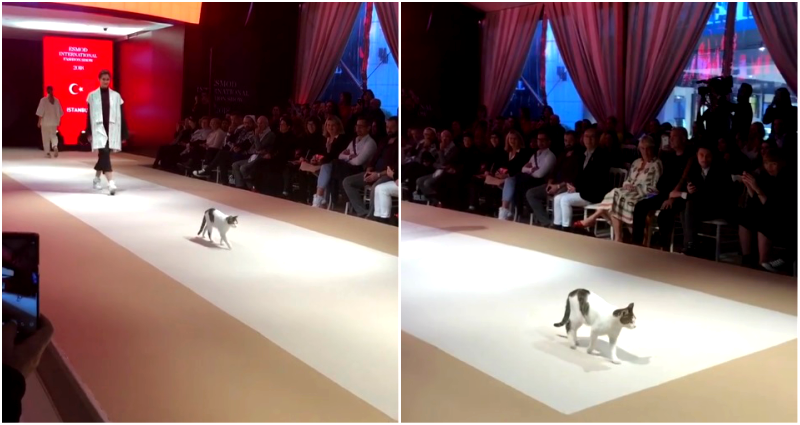 Stray Cat Steals the Catwalk From Models During Fashion Show in Turkey