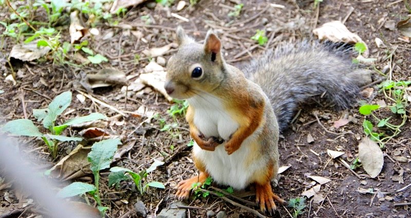 Japanese Twitter Goes Crazy Over ‘Sexy’ Squirrel at Tokyo Zoo