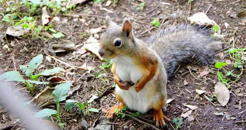 Japanese Twitter Goes Crazy Over ‘Sexy’ Squirrel at Tokyo Zoo