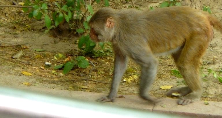 Elderly Man S‌t‌on‌e‌d to D‌e‌a‌th by Monkeys in India