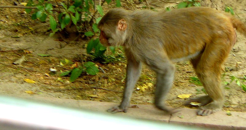 Elderly Man S‌t‌on‌e‌d to D‌e‌a‌th by Monkeys in India