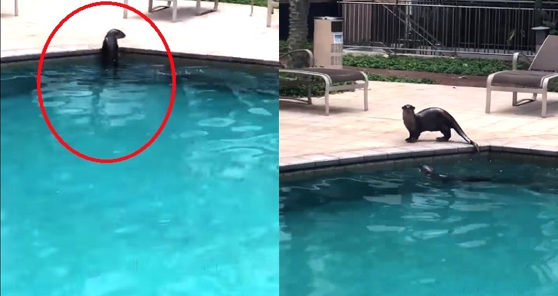 Adorable Wild Sea Otters Visit Swimming Pool Because Singapore is Epic