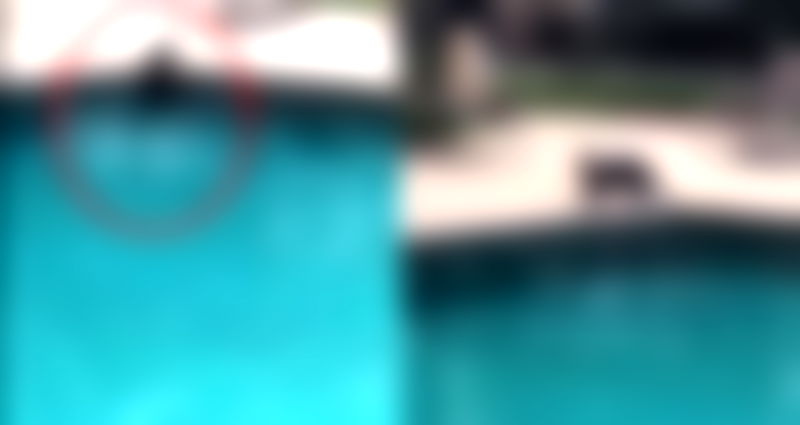 Adorable Wild Sea Otters Visit Swimming Pool Because Singapore is Epic