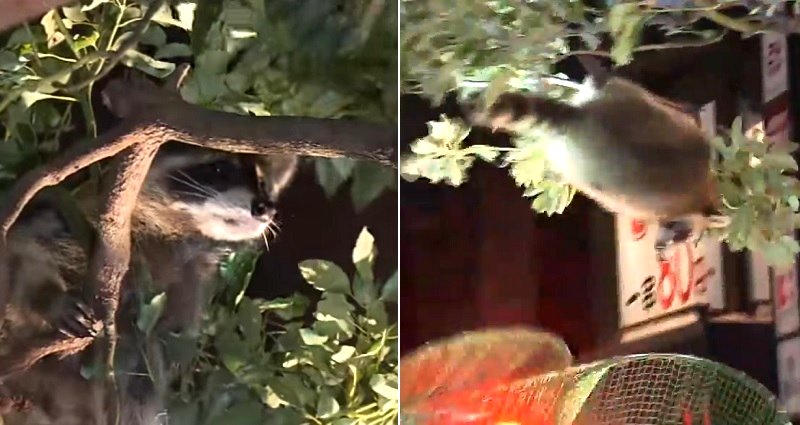 Huge Crowd Gathers in Tokyo to Watch Animal Control Epically Fail to Catch a Raccoon