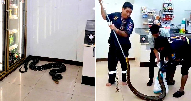 Massive Python Decides to Take a Nap in Front of Beer Fridge at 7-Eleven in Thailand