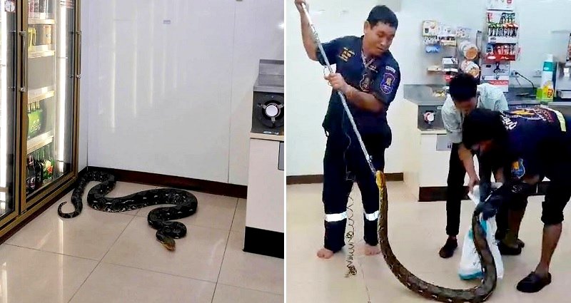 Massive Python Decides to Take a Nap in Front of Beer Fridge at 7-Eleven in Thailand