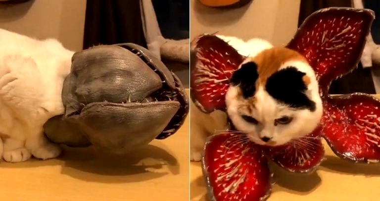 Japanese Twitter User Gives Cat Ultimate Spooky Costume for Halloween