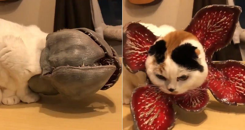 Stranger things 2025 demogorgon cat costume