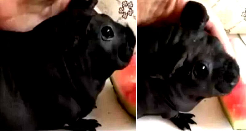 Man Purchases Cheap But Adorable ‘Puppy,’ Turns Out to Be a ‘Bamboo Rat’
