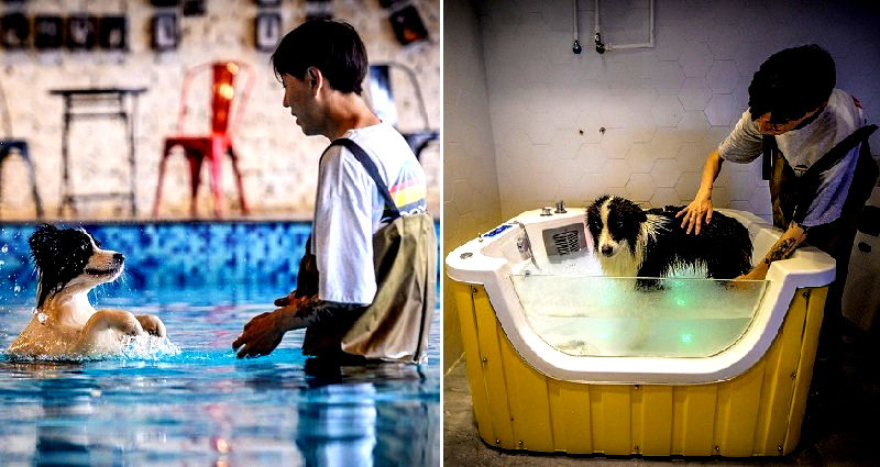 Chinese Man Builds $500,000 Mansion For His Dog Who Made Him Rich