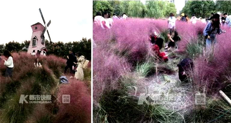 Tourists Destroy Pink Grass Field That Took Years to Cultivate for Selfies