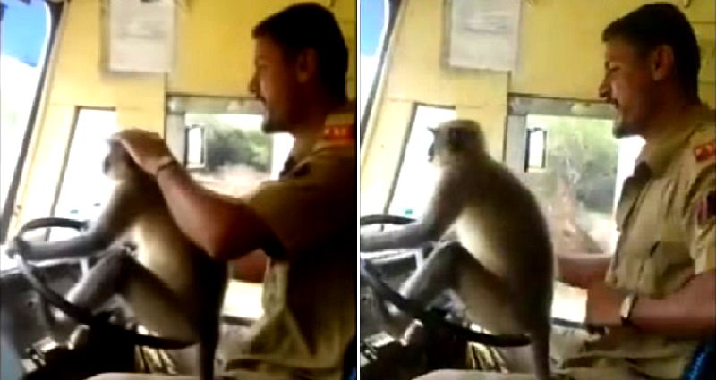 Bus Driver in India Suspended After Allowing Monkey to Drive His Bus