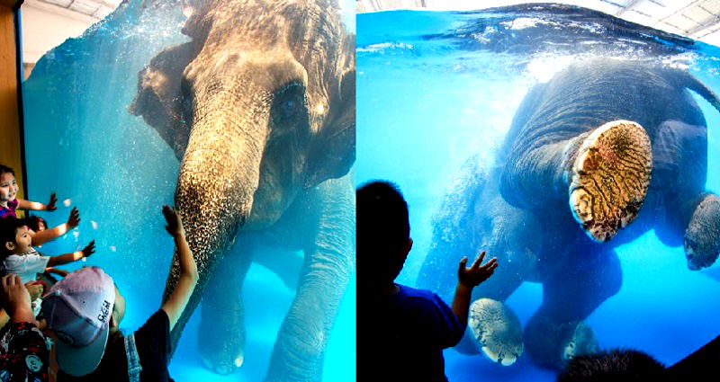 Thai Underwater Elephant Show Sparks Animal Cruelty Debate
