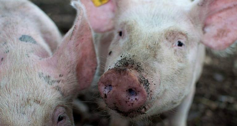 African Swine Virus That Has 100% Kill-rate Sweeping Through China’s Pork Industry