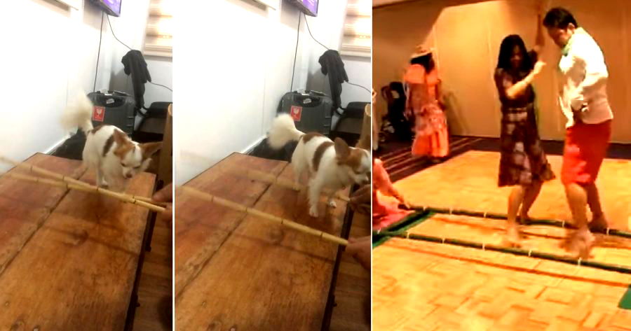 Dog from the Philippines Totally Nails the ‘Tinikling’ Dance Better Than Most Humans