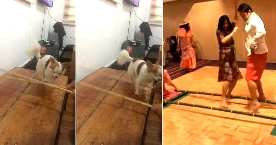 Dog from the Philippines Totally Nails the ‘Tinikling’ Dance Better Than Most Humans