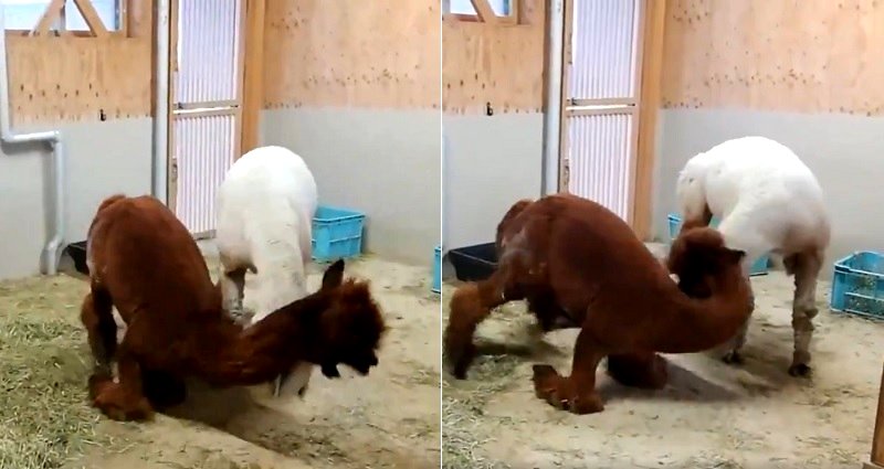 Furry Alpacas Fighting in Japan Will Melt Your Heart