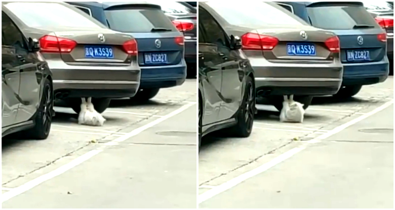 Cat in China Parking Lot Caught on Video Doing ‘Sit-Ups’