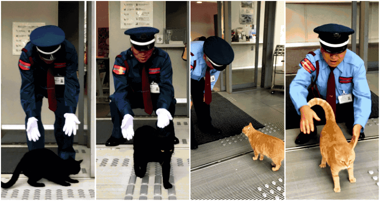 Two Cats Have Been Trying Sneak into This Japanese Art Museum For Years, But Always Get Caught