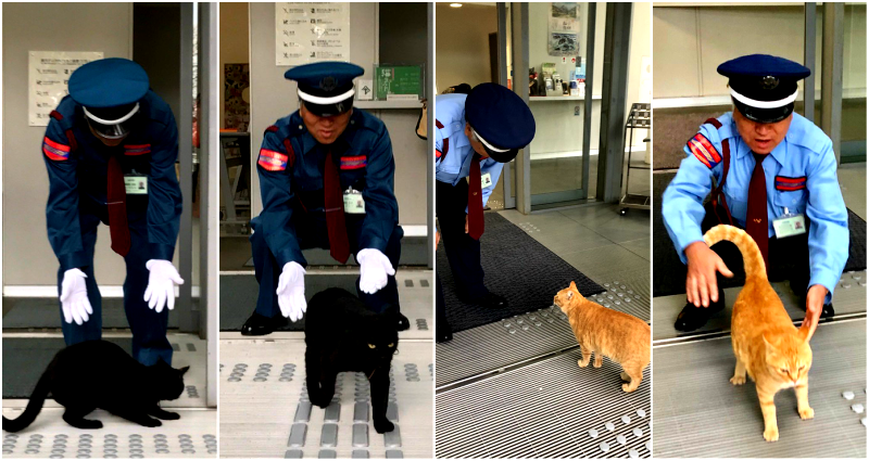 Two Cats Have Been Trying Sneak into This Japanese Art Museum For Years, But Always Get Caught