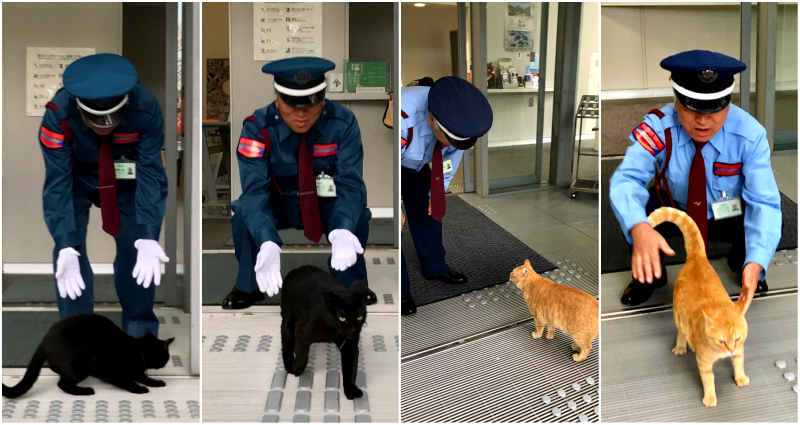 Two Cats Have Been Trying Sneak into This Japanese Art Museum For Years, But Always Get Caught