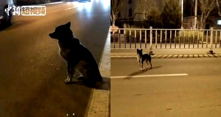 Loyal Dog in China Stands in Middle of Road For Months After Owner D‌ie‌s in Ca‌r Cr‌a‌s‌h