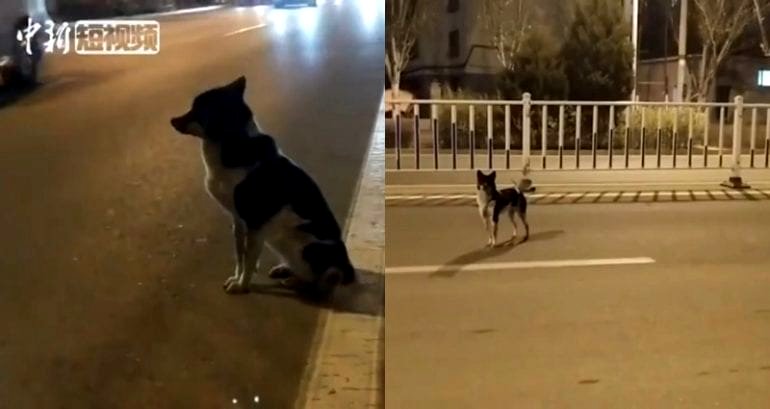Loyal Dog in China Stands in Middle of Road For Months After Owner D‌ie‌s in Ca‌r Cr‌a‌s‌h