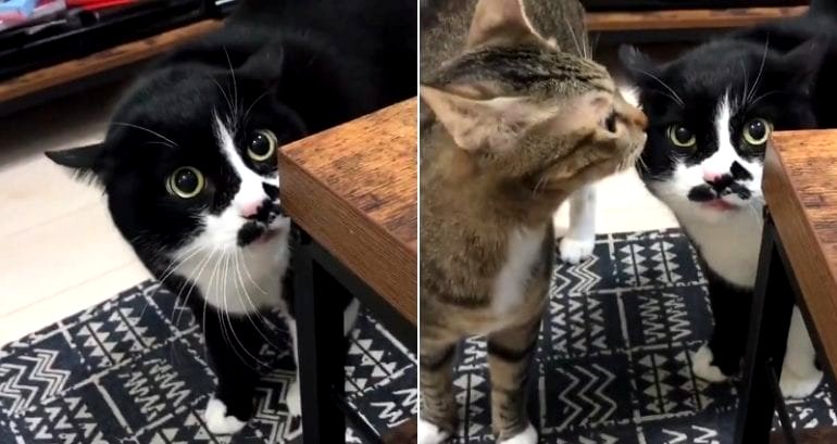 Japanese Cat’s Terrifying ‘Meow’ Will Leave You Speechless