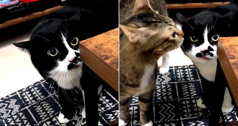 Japanese Cat’s Terrifying ‘Meow’ Will Leave You Speechless