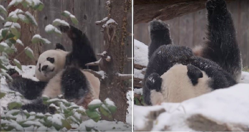 Bei Bei the Panda is So Adorable Celebrating First Snowfall in Washington D.C.