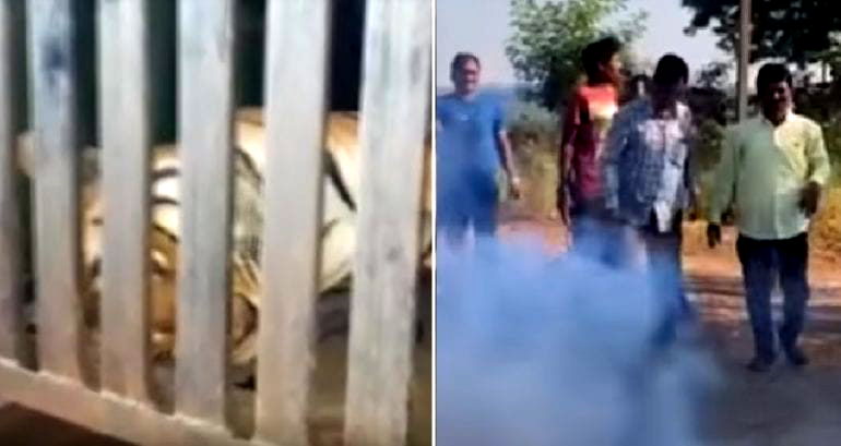 Villagers K‌i‌ll‌ ‘Man-Eating’ Tigers With Tractor, Calvin Klein Cologne in India