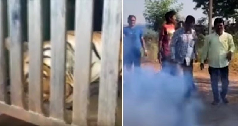 Villagers K‌i‌ll‌ ‘Man-Eating’ Tigers With Tractor, Calvin Klein Cologne in India