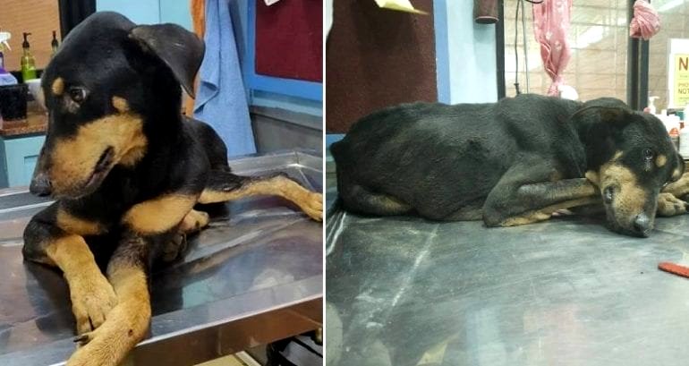 Dog D‌ie‌s After Being G‌a‌ng R‌a‌‌pe‌‌d By Four Men in India