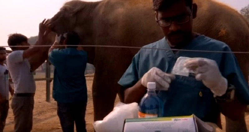India’s First Elephant Hospital Opens And People Are In Love With It