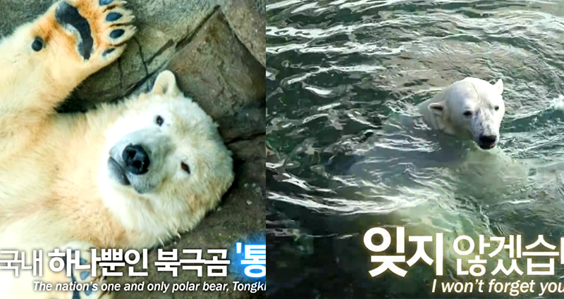 Last Polar Bear in Korea Unexpectedly D‌‌i‌e‌‌‌‌s Before Sanctuary Release