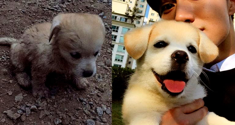 How a Rescued Puppy Became a South Korean Instagram Star