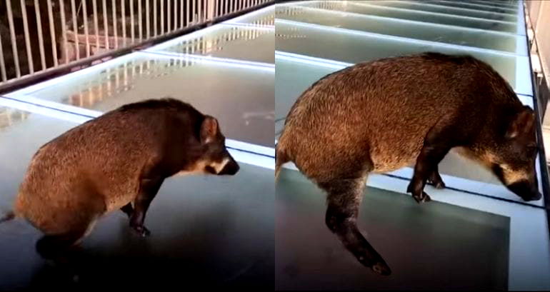 Wild Boar Freezes in Fear After Wandering on China’s Glass-Bottom Bridge