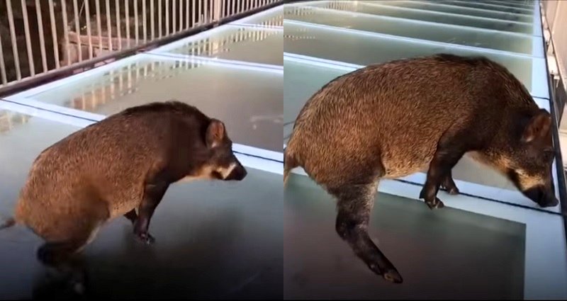 Wild Boar Freezes in Fear After Wandering on China’s Glass-Bottom Bridge