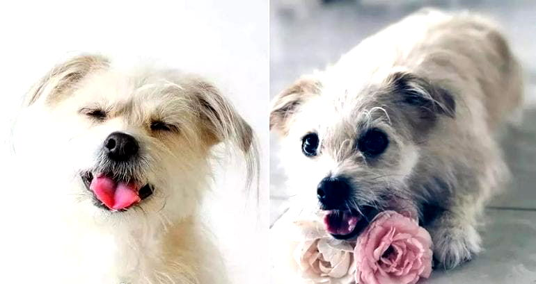 China’s Most Famous Celebrity Dog Has Been Cloned for $55,000